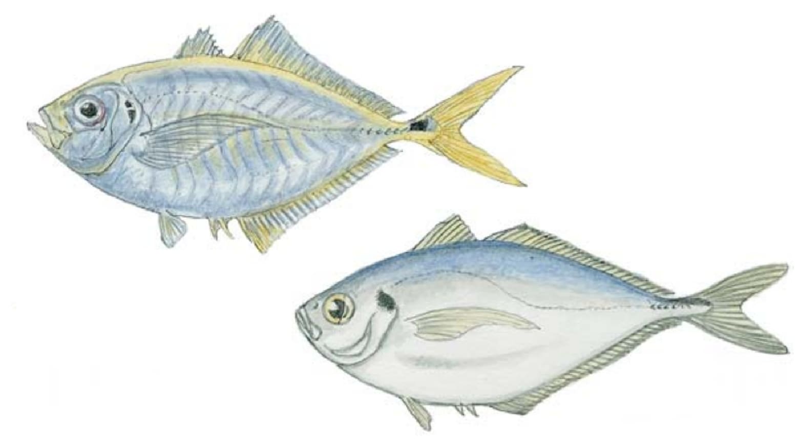 Bumper, Atlantic; Bumper, Pacific