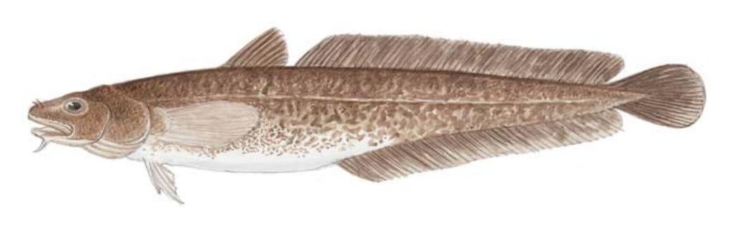 Burbot