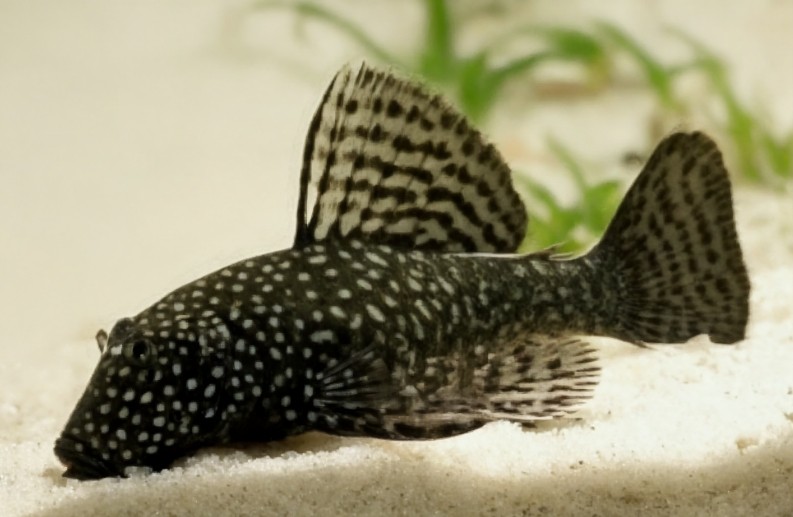 Bushymouth catfish