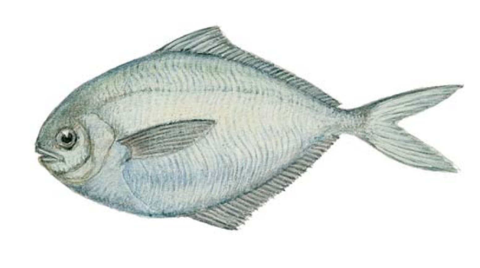 Butterfish