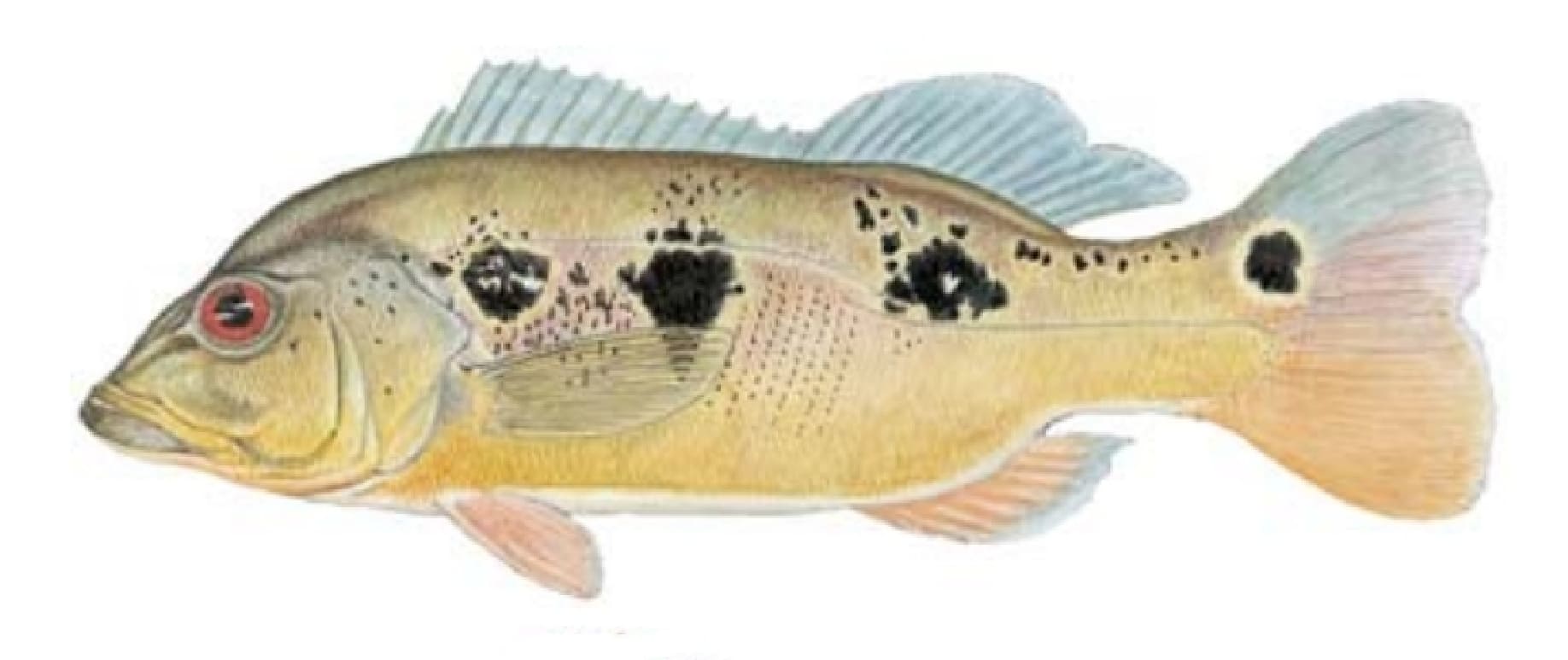Butterfly peacock bass