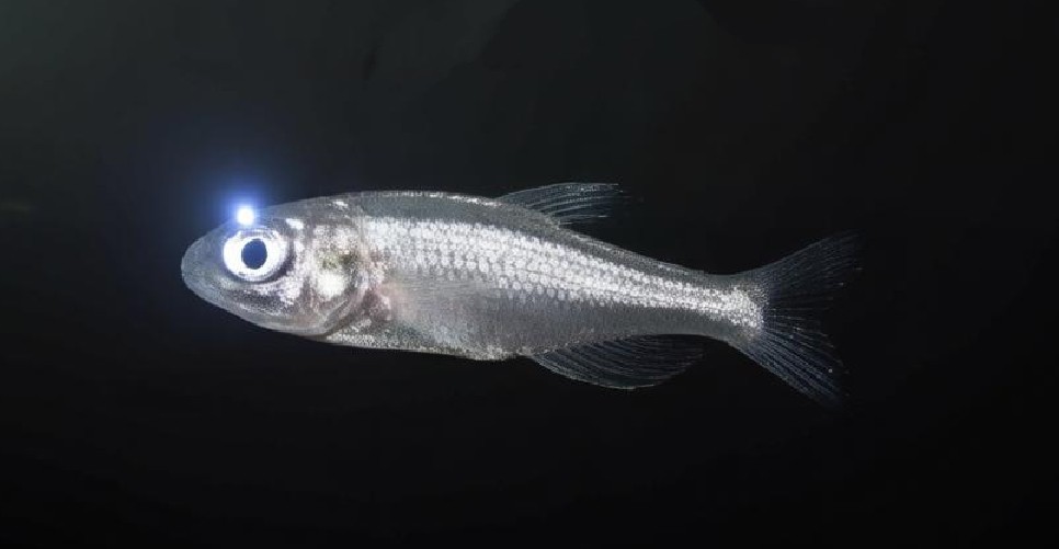 California headlightfish