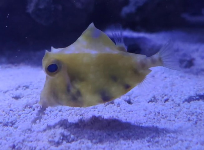 Camel cowfish