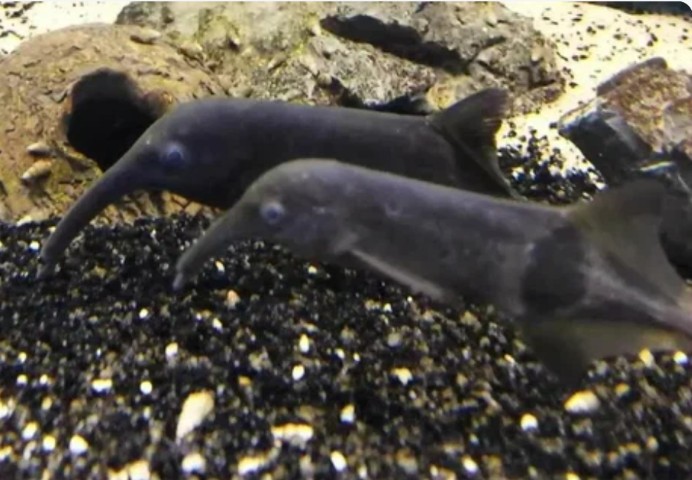 Campylomormyrus curvirostris
