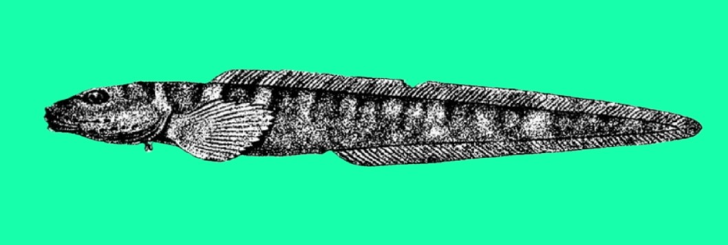 Canadian eelpout