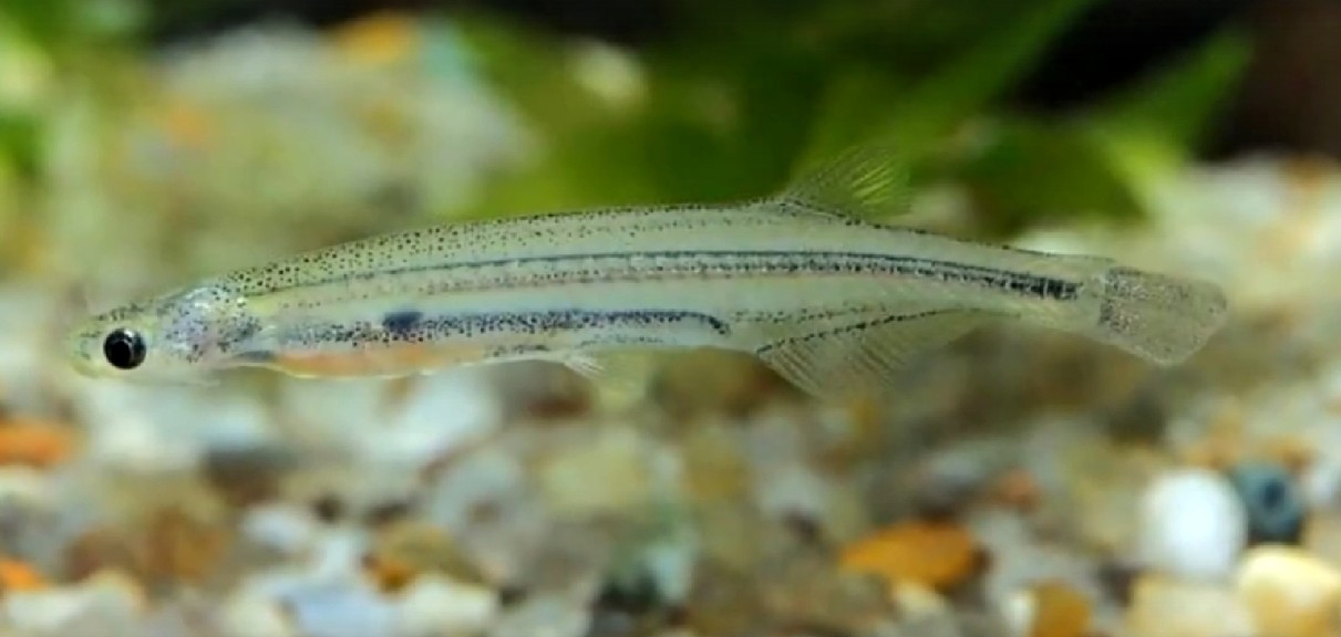 Candiru
