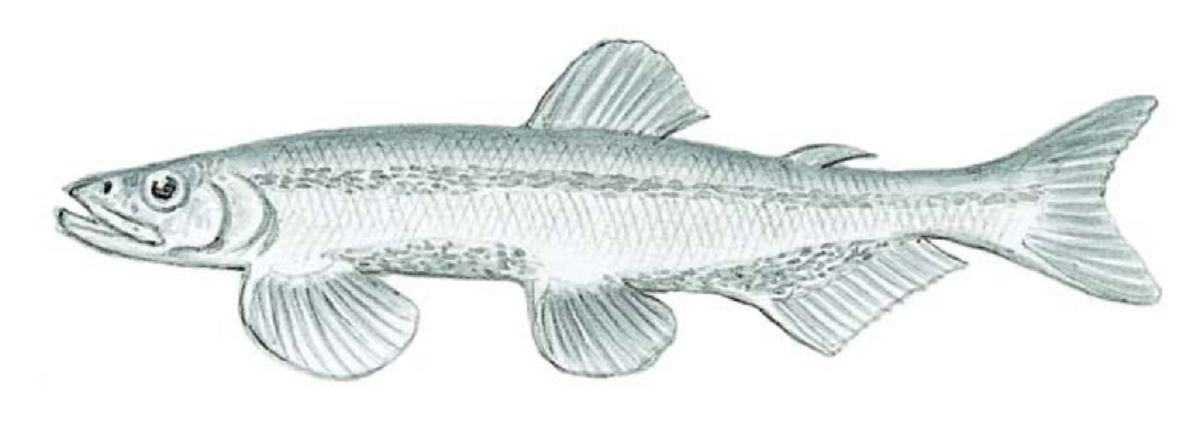 Capelin