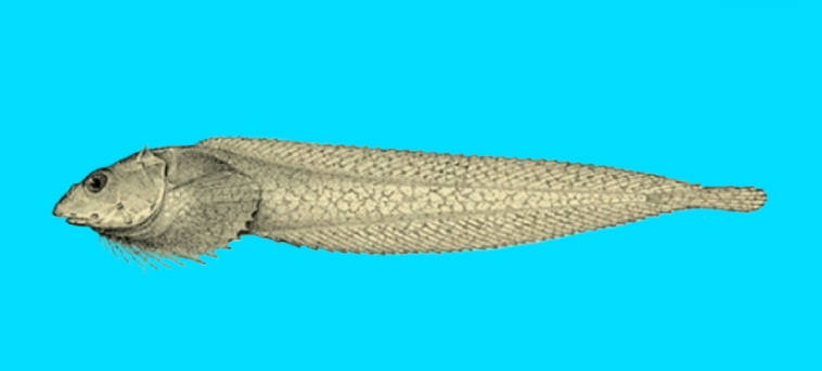 Careproctus catherinae