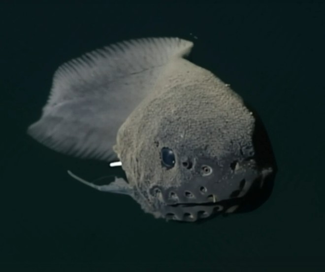 Careproctus inflexidens