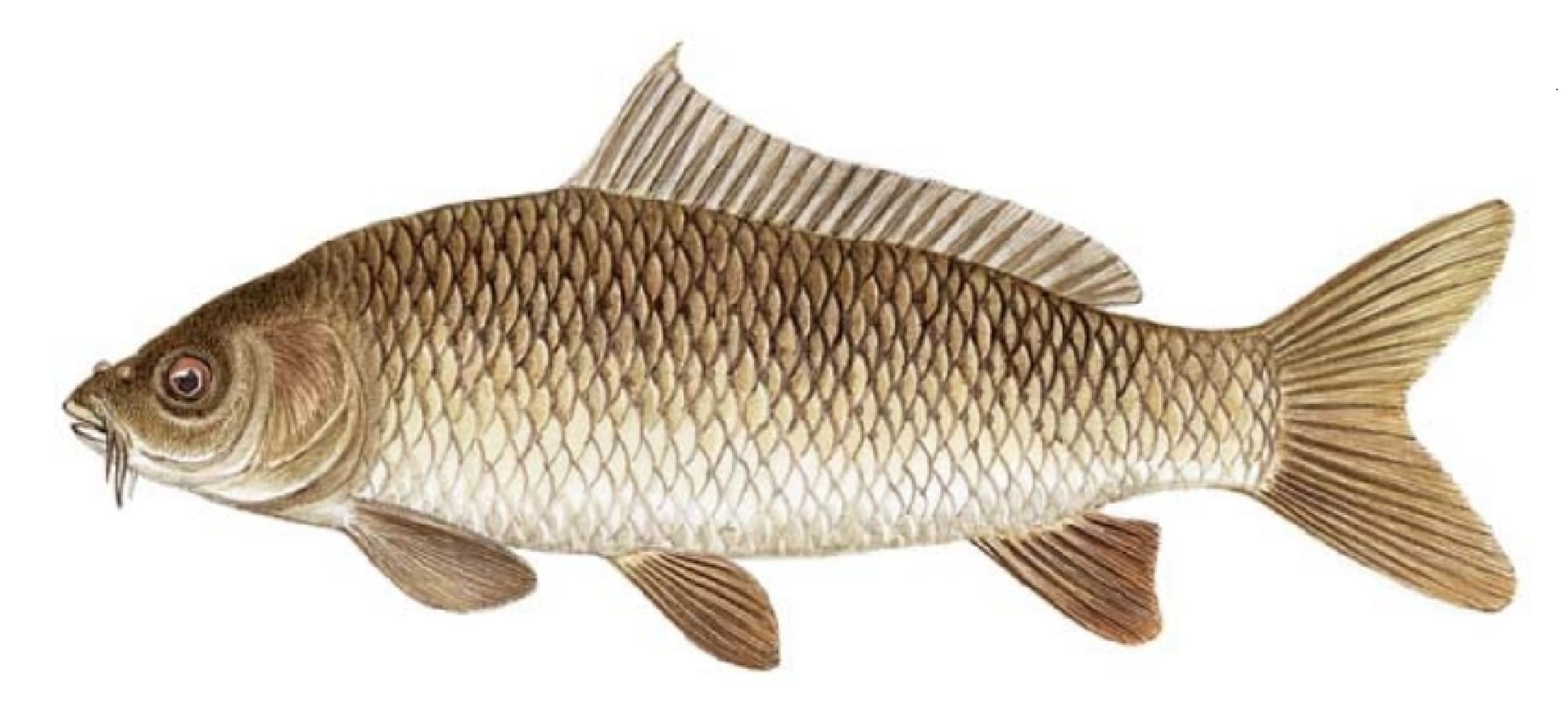 Carp, Common