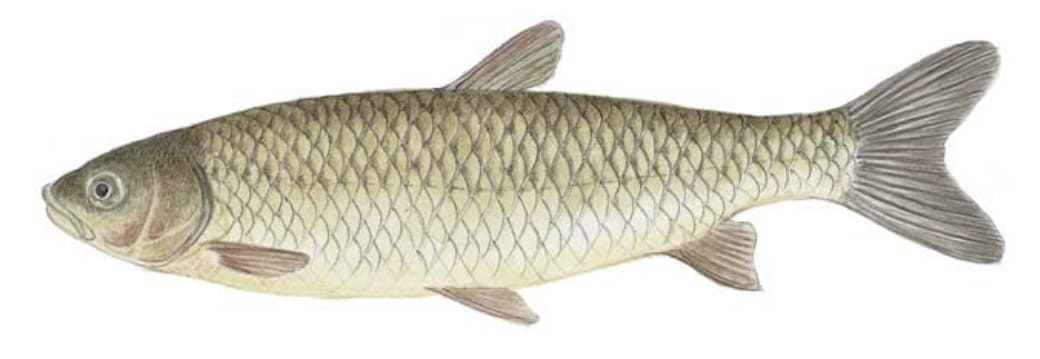 Carp, Grass