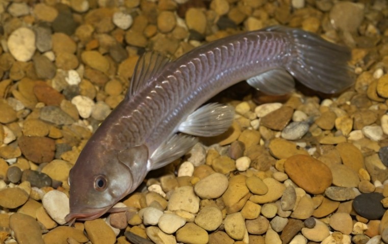 Cascarudo