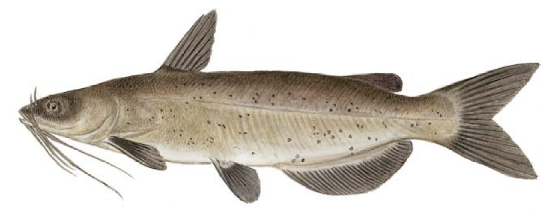 Catfish: Channel Catfish