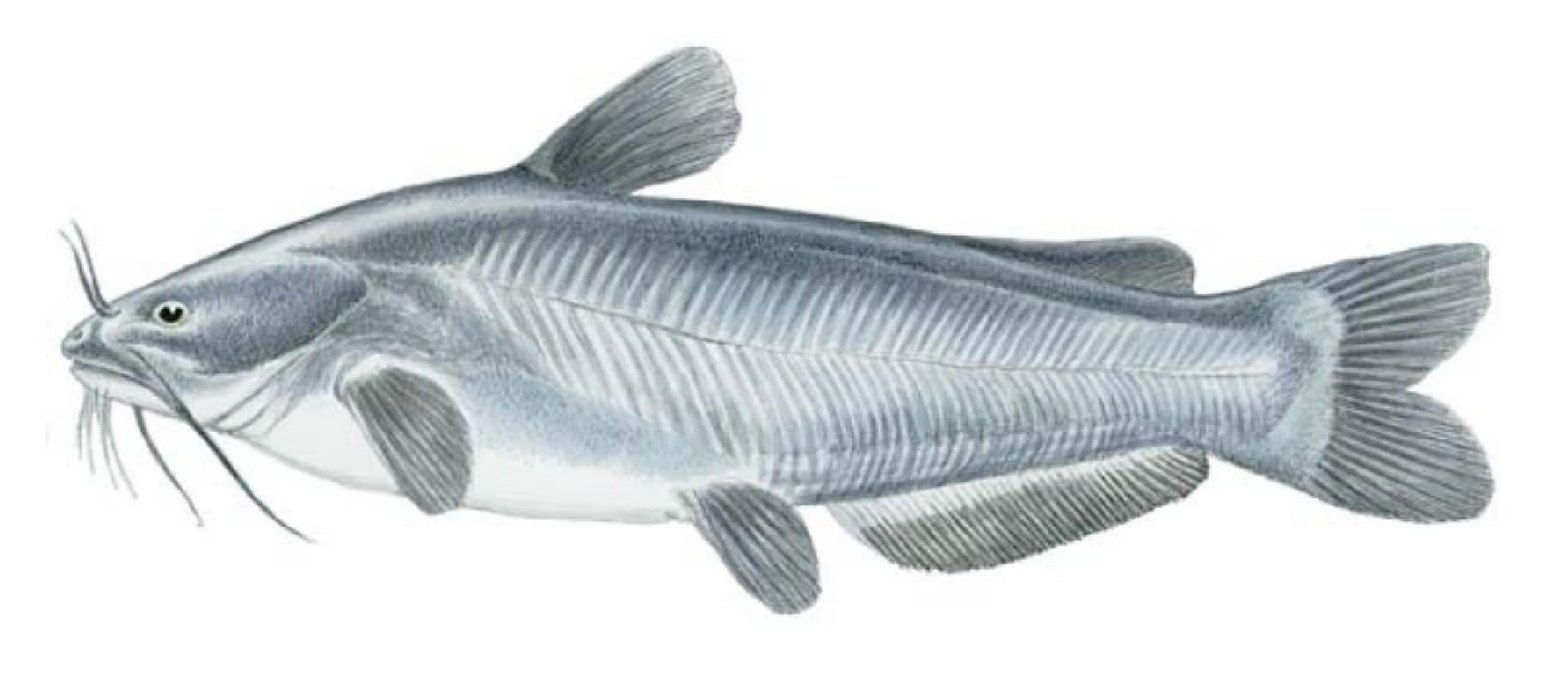 Catfish, Blue