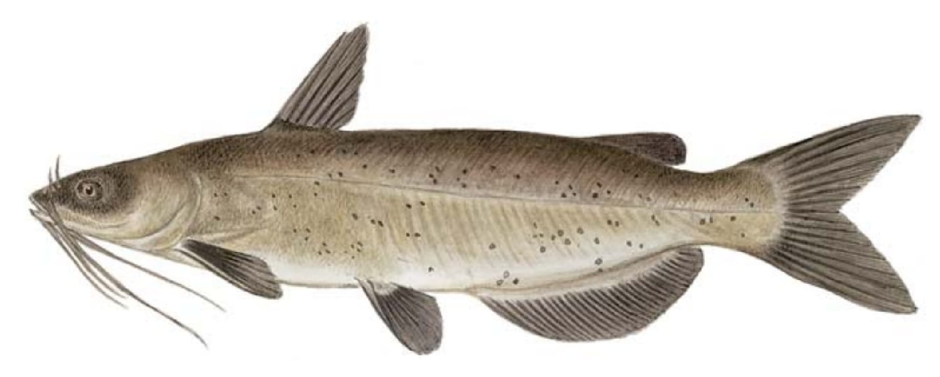 Catfish, Channel
