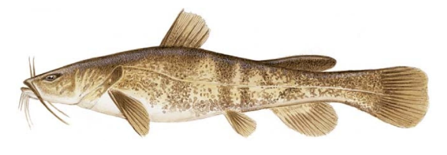 Catfish, Flathead