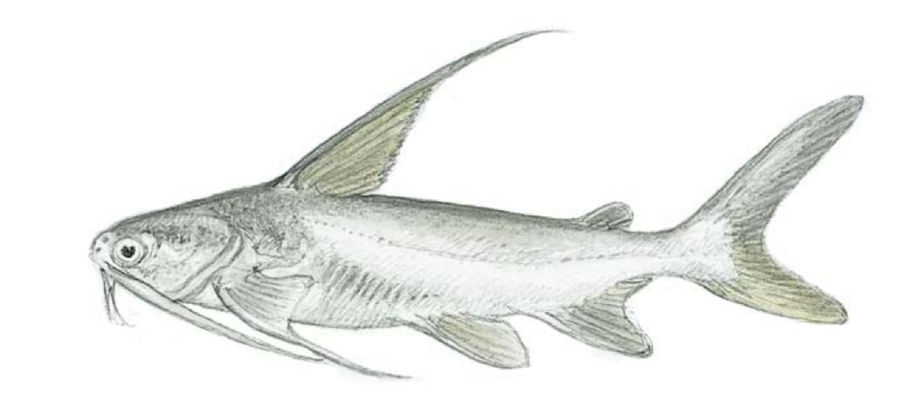Catfish, Gafftopsail