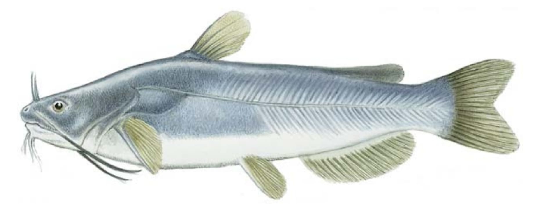 Catfish, White
