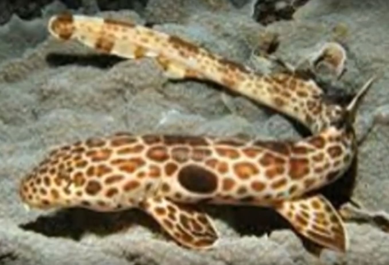 Cenderawasih epaulette shark