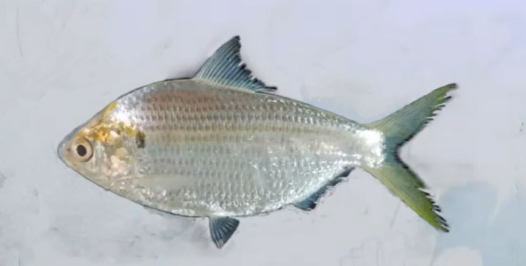 Chacunda gizzard shad
