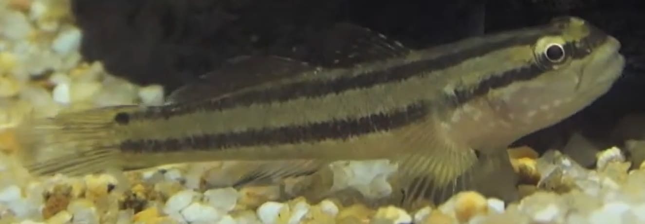 Chameleon goby
