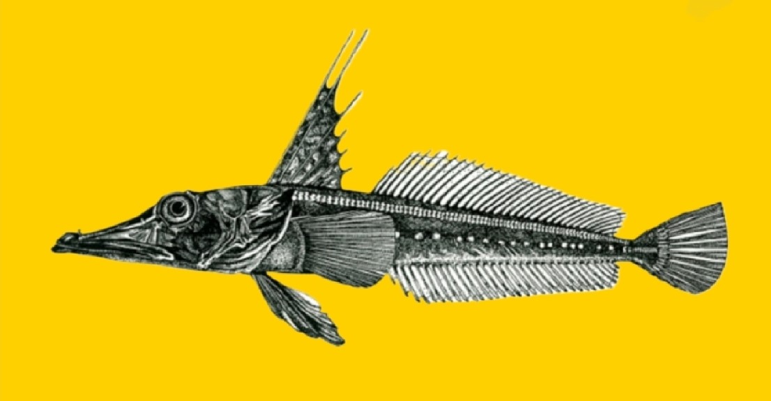 Charcoal icefish