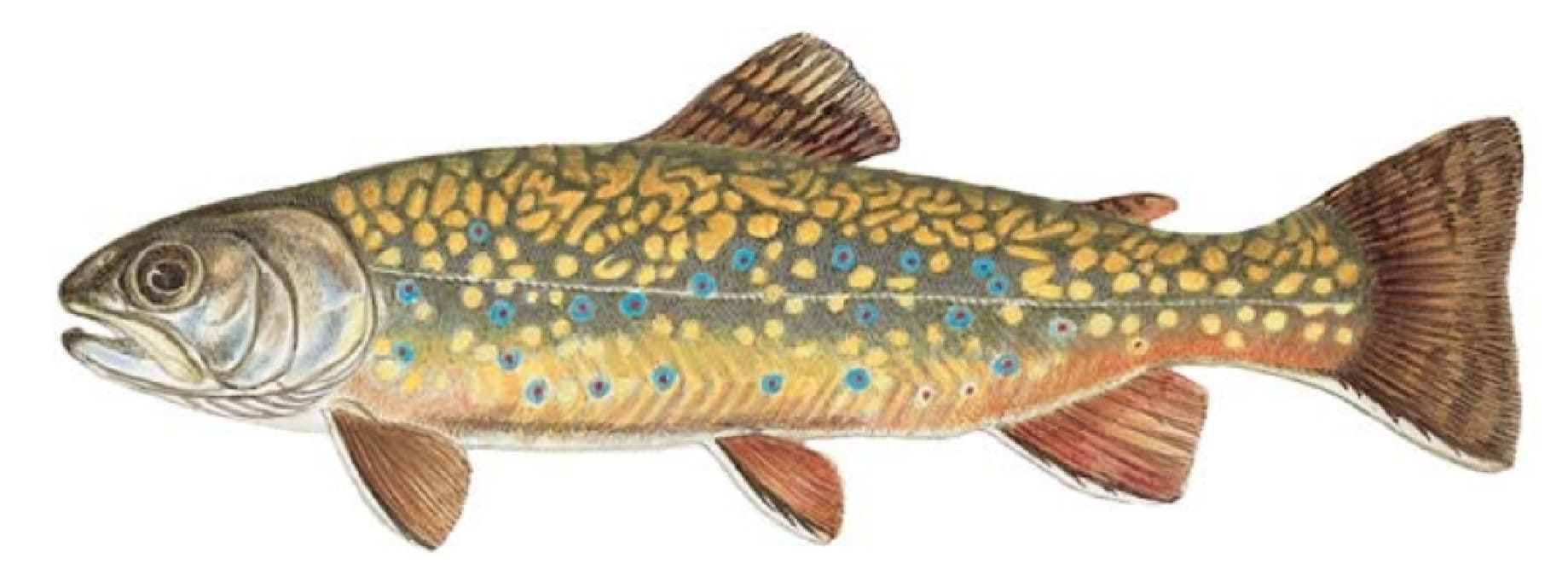 Charr: Brook Trout