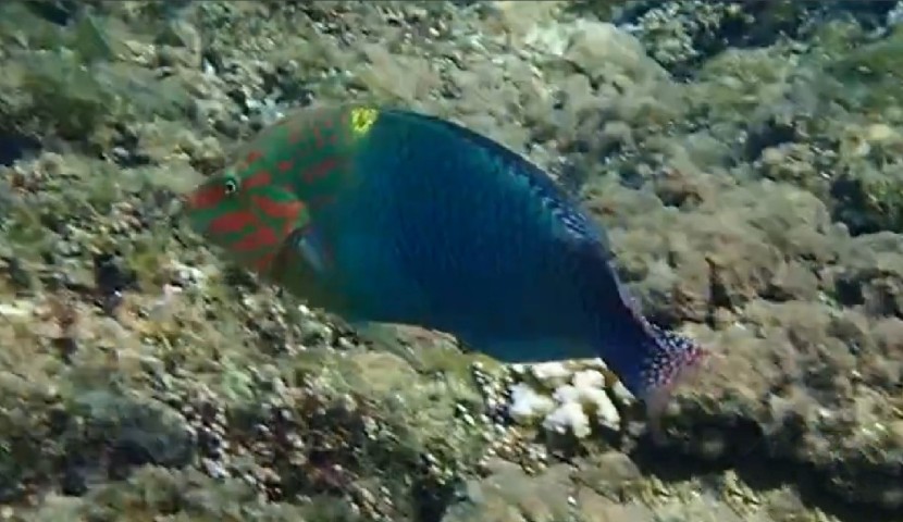 Checkerboard wrasse