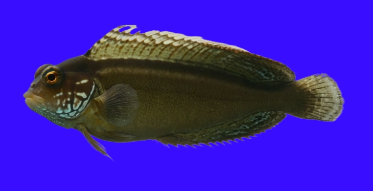 Chestnut eyelash-blenny