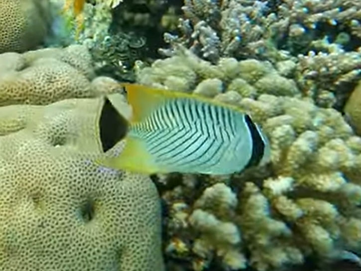 Chevron butterflyfish