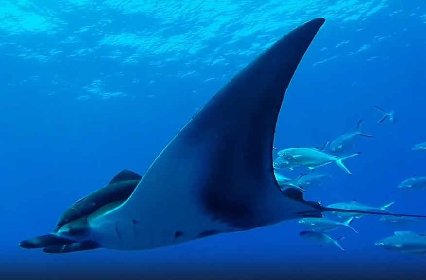 Chilean devil ray