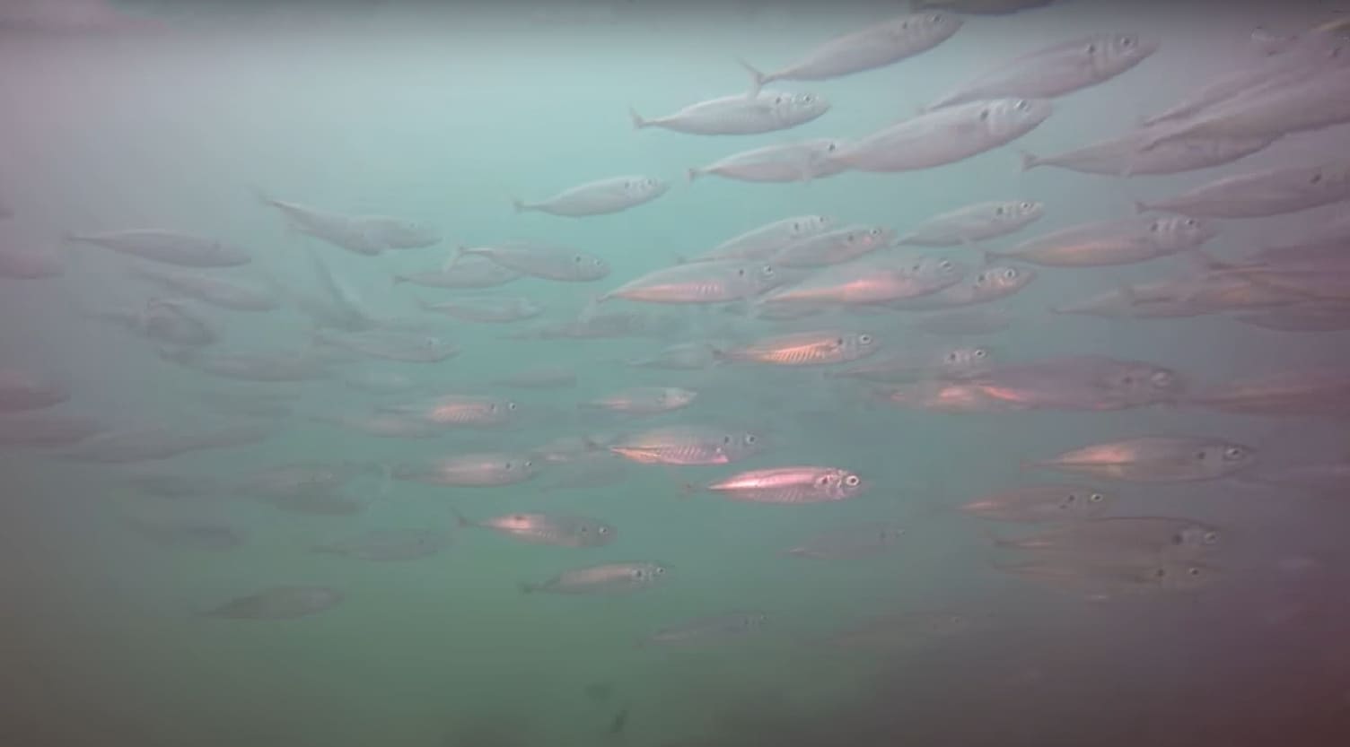 Chilean jack mackerel