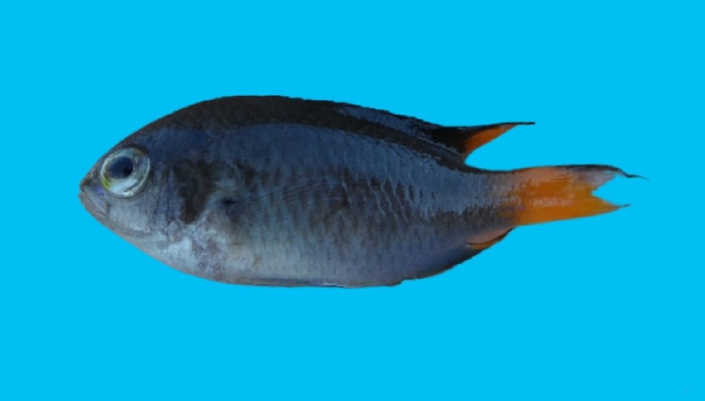 Chinese demoiselle