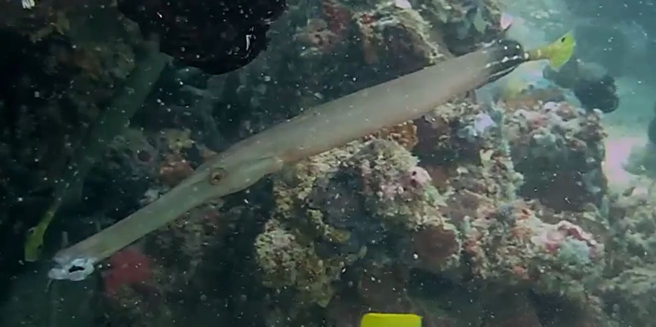Chinese trumpetfish