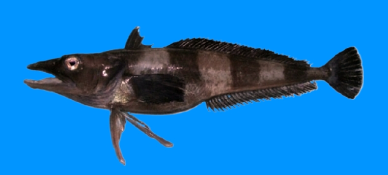 Chionobathyscus dewitti