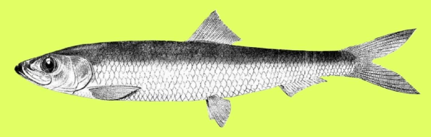 Chosa herring