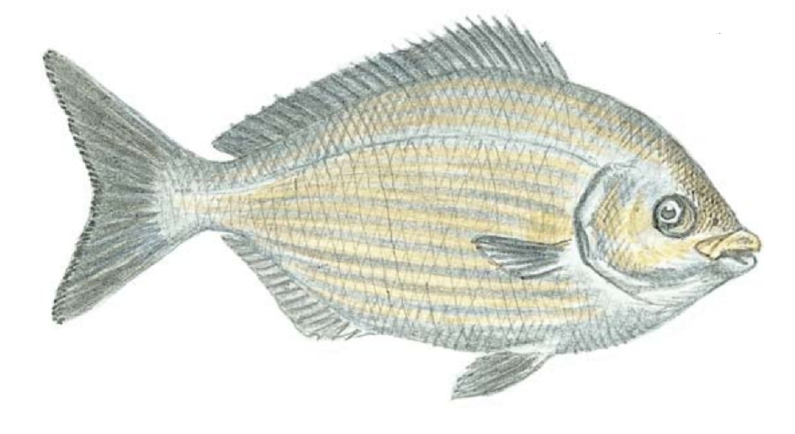 Chub, Bermuda