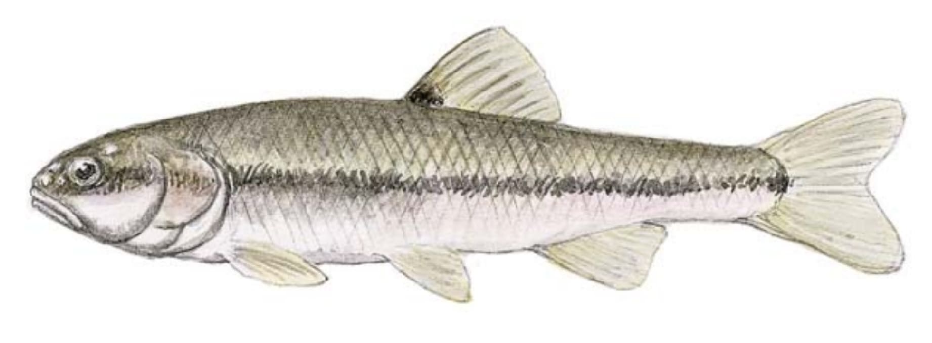 Chub, Creek