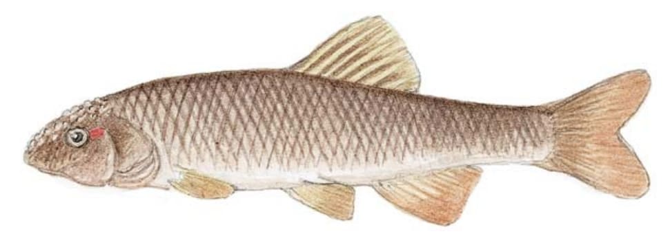 Chub, Hornyhead