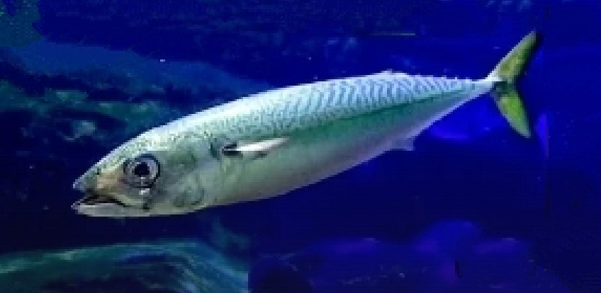 Chub mackerel