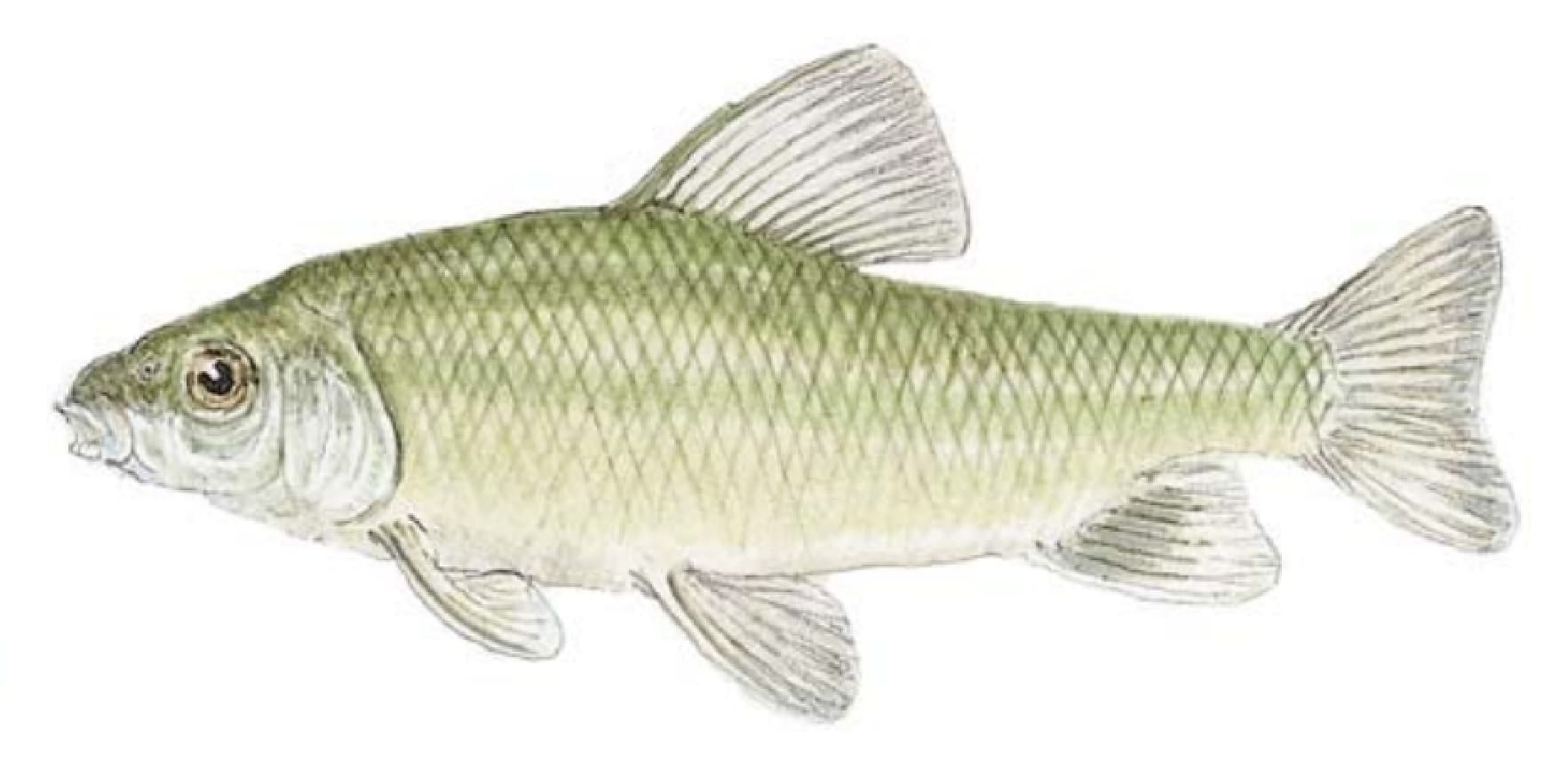 Chubsucker: Lake Chubsucker