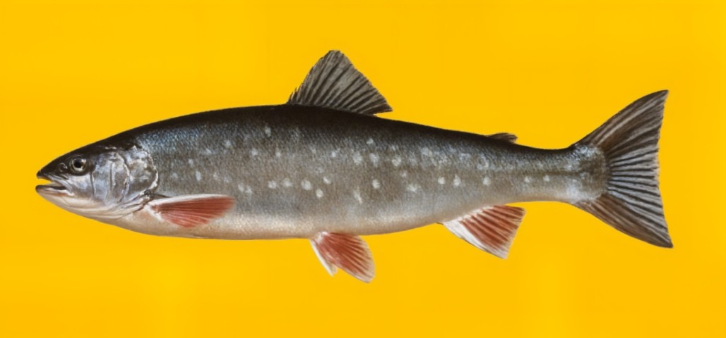 Chukot char