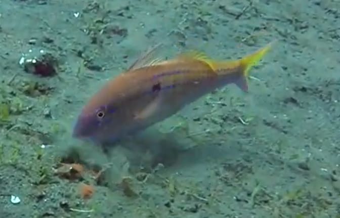 Cinnabar goatfish