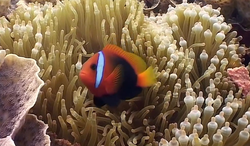 Cinnamon clownfish