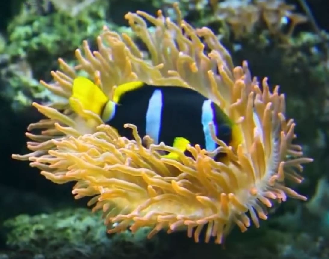 Clark's anemonefish