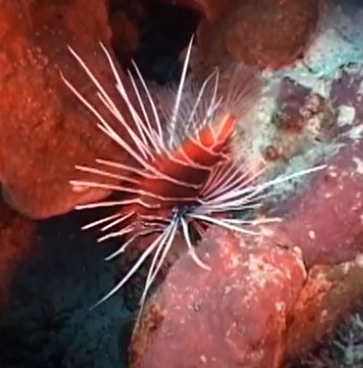 Clearfin lionfish