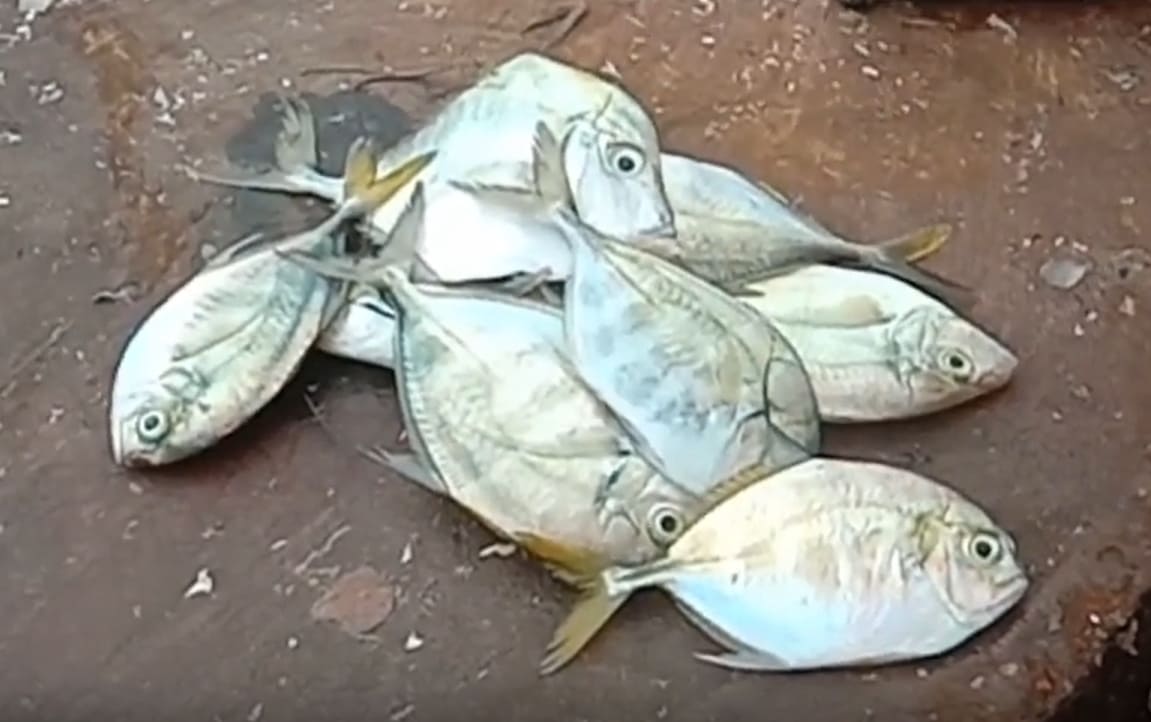 Cleftbelly trevally