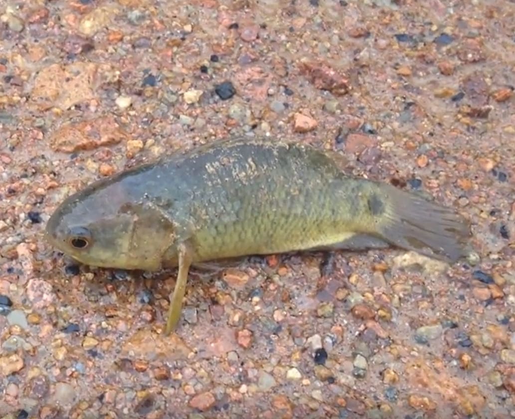 Climbing perch