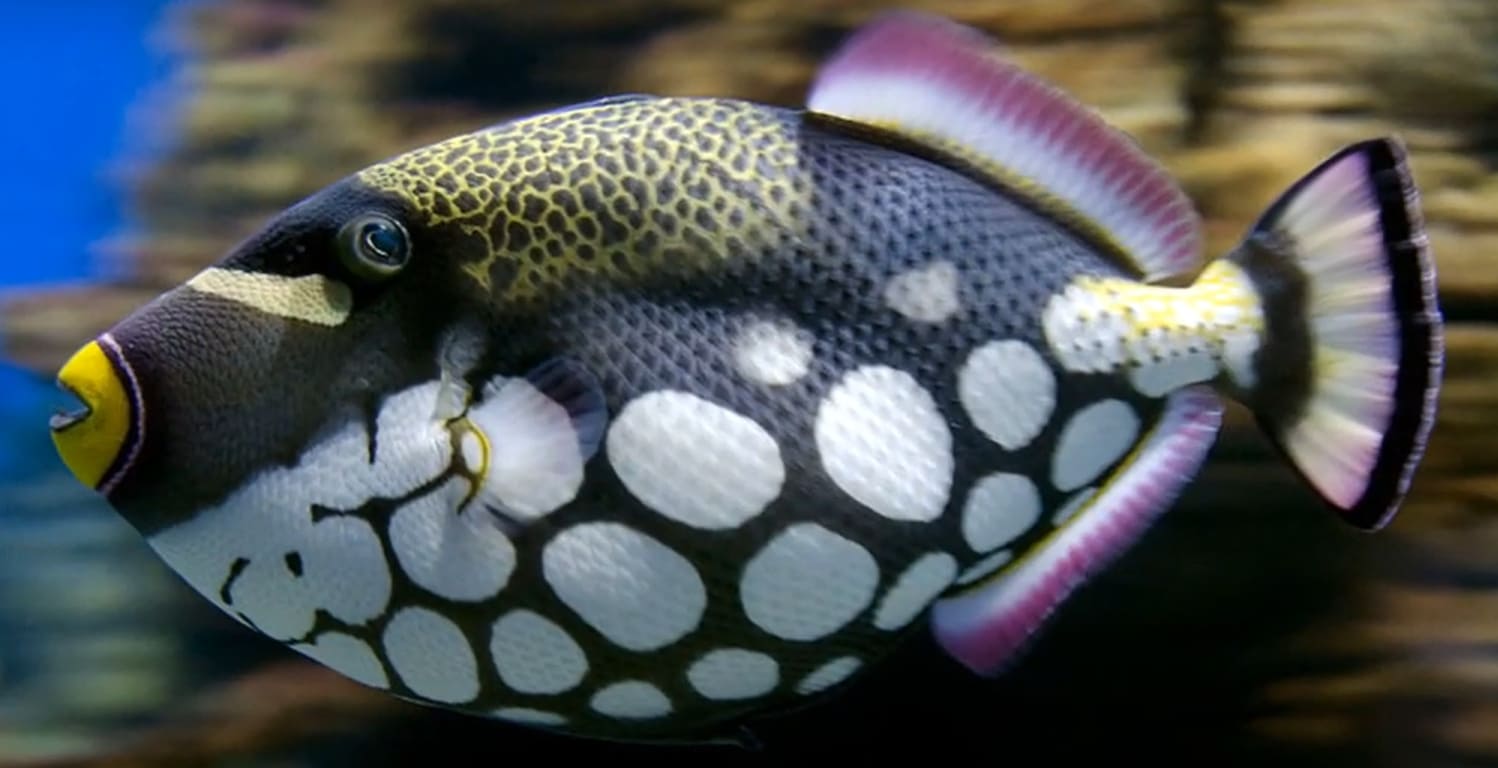 Clown triggerfish