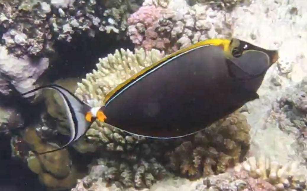 Clown unicornfish